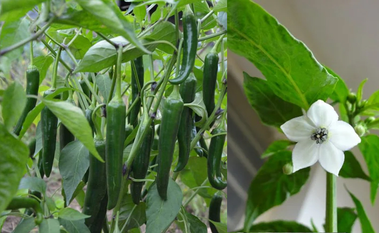 Green-Chillies.jpg