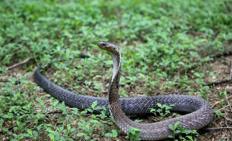 snake_0.jpg