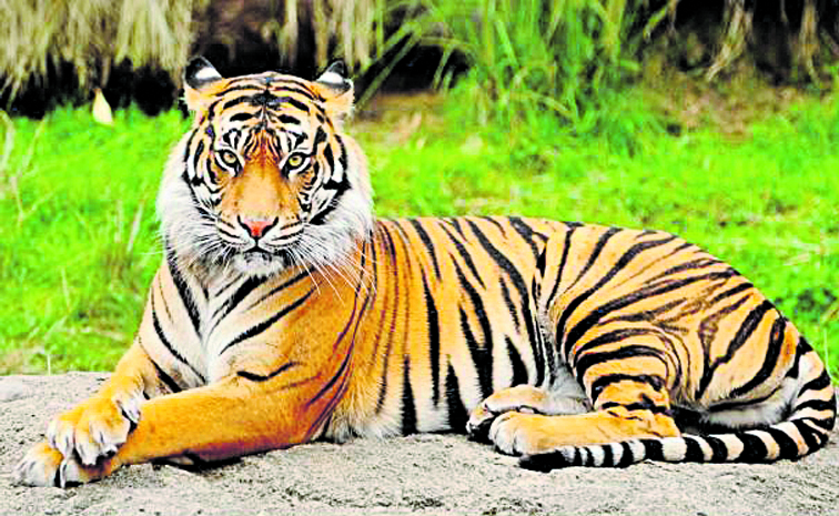tiger_1.jpg