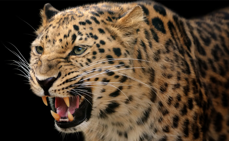 Leopard-attack.jpg