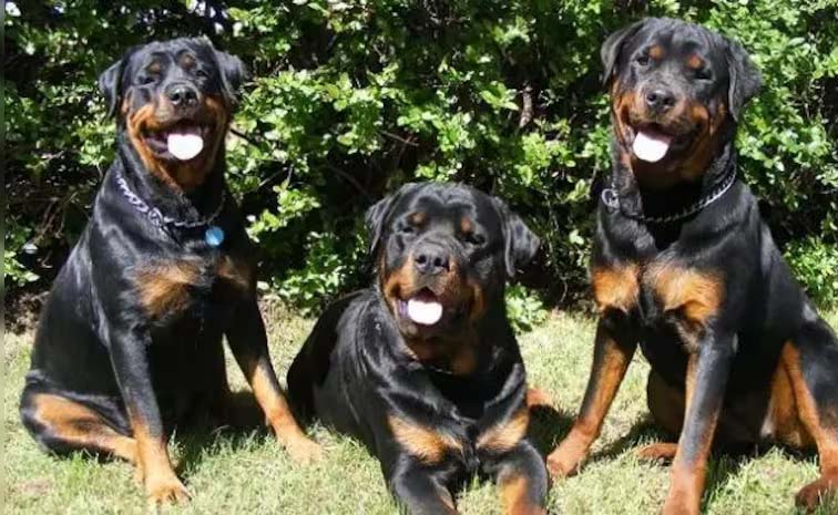 dogbites.jpg