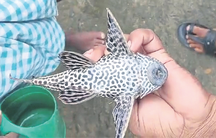 fish.jpg