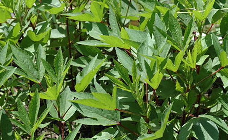 gongura_20-Benefits.jpg