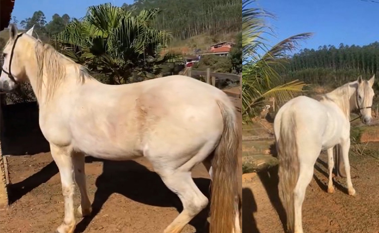 Horse_grooming.jpg