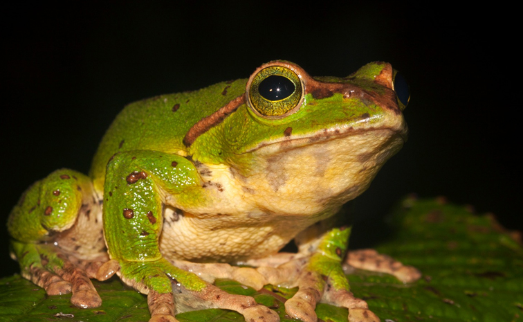 tree-frog.jpg