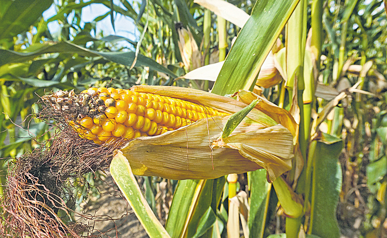 CORN.jpg