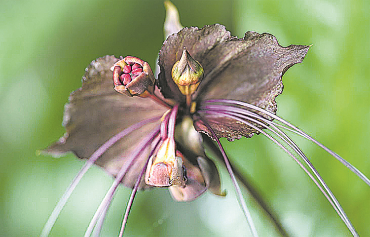 gabbila_2Cm.jpg