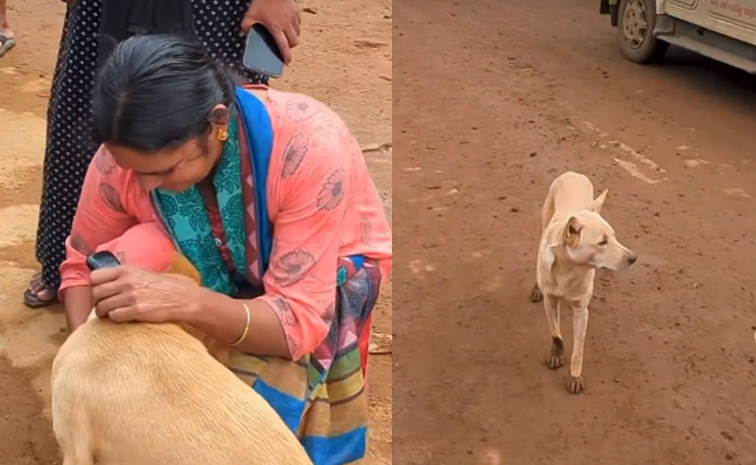 Dog-Reunited_keralawayanad.jpg
