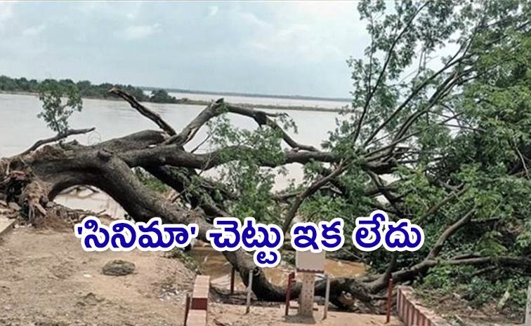 Kovvuru-Cinema-Tree.jpg