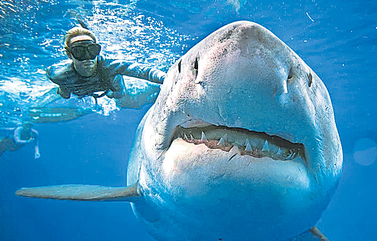 shark.jpg