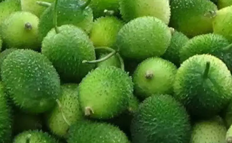 Spiny_20Gourd_20orBoda_20Kakara.jpg