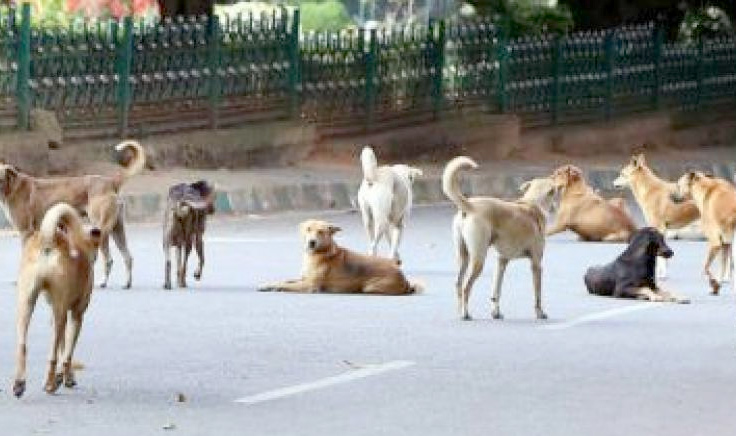 Dogs1.jpg