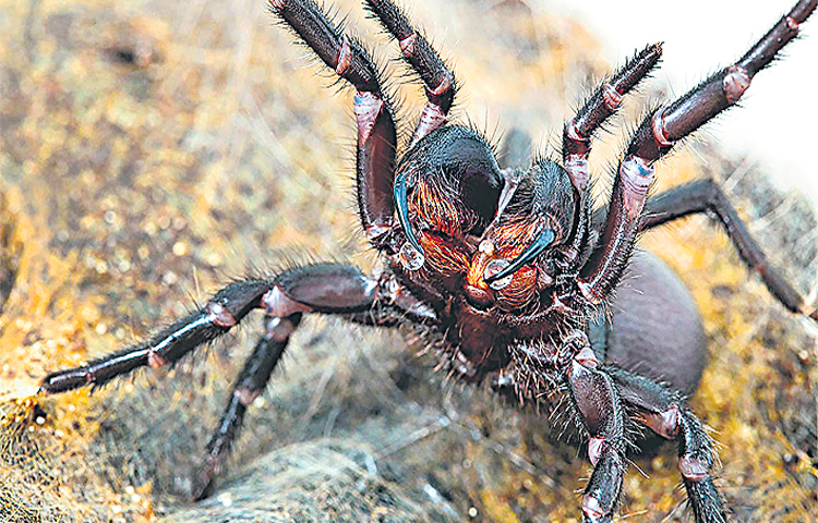 spider.jpg