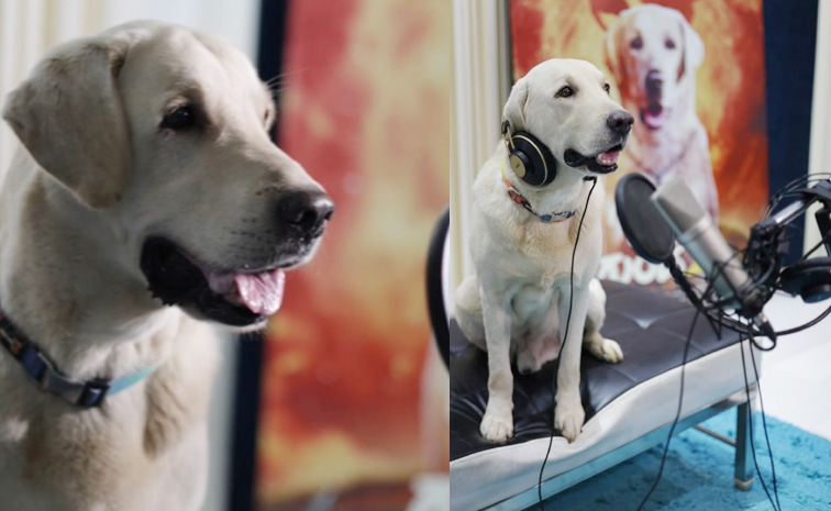 dog-dubbing.jpg