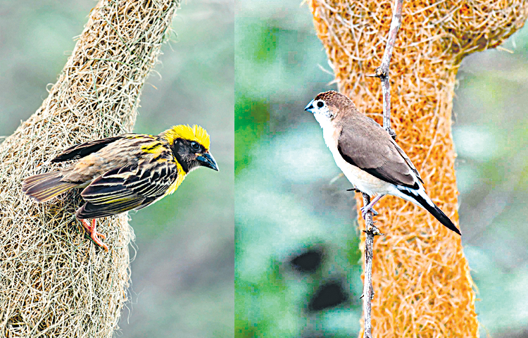 birds.jpg