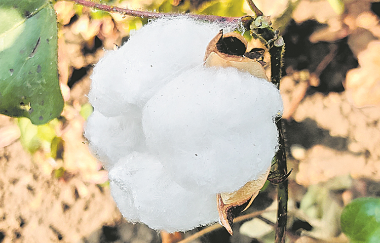 cotton.jpg