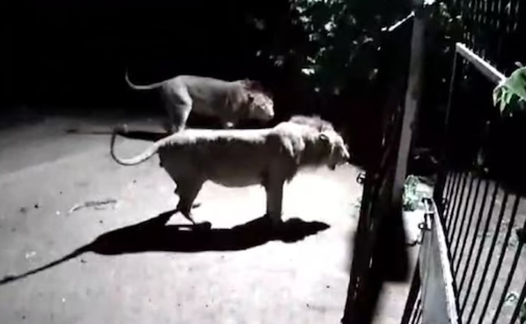 dogs_lions.jpg