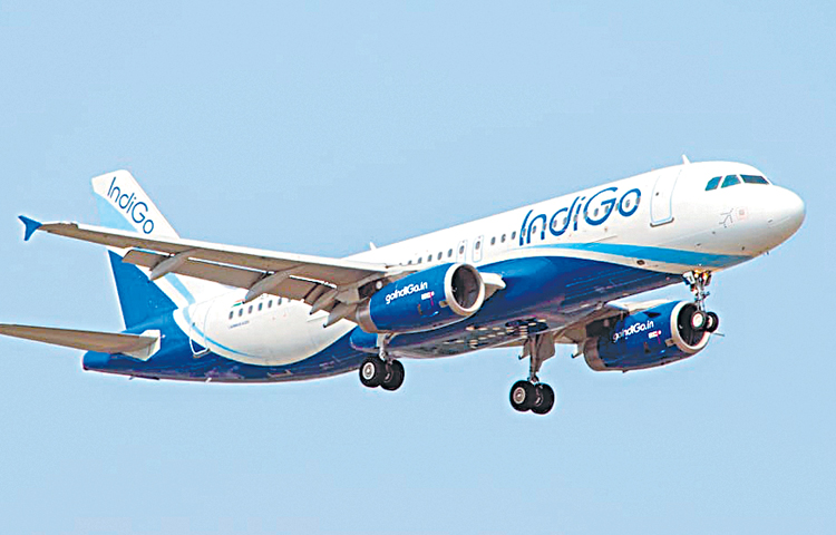 indigo.jpg