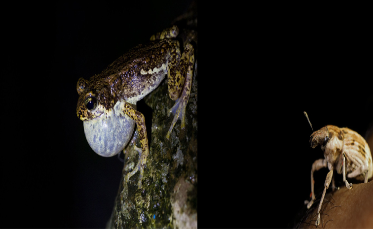 frog.jpg
