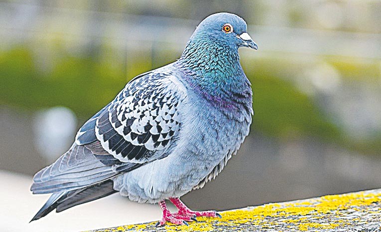 Columbidae.jpg