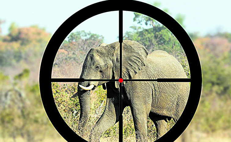 BM-ELEPHANT-IN-.jpg