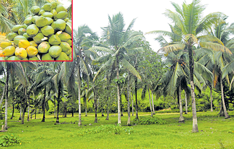 coconut.jpg