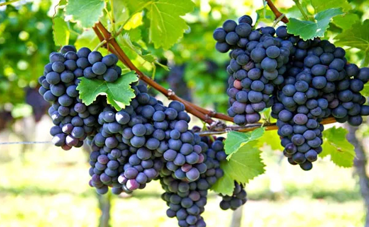 black_20grapes.jpg