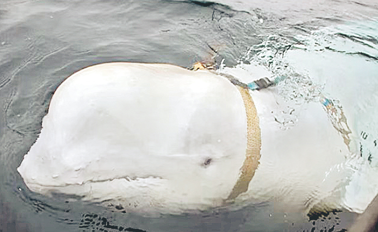 BELUGA.jpg
