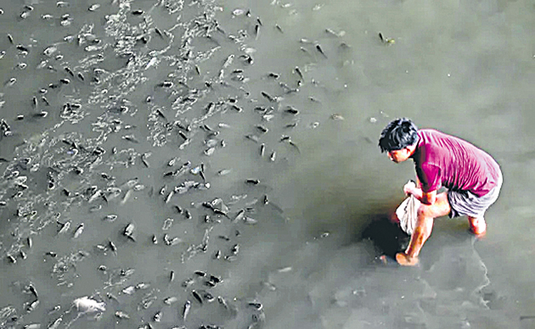 TILAPIA-1.jpg