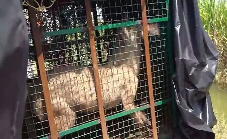 wolves.jpg