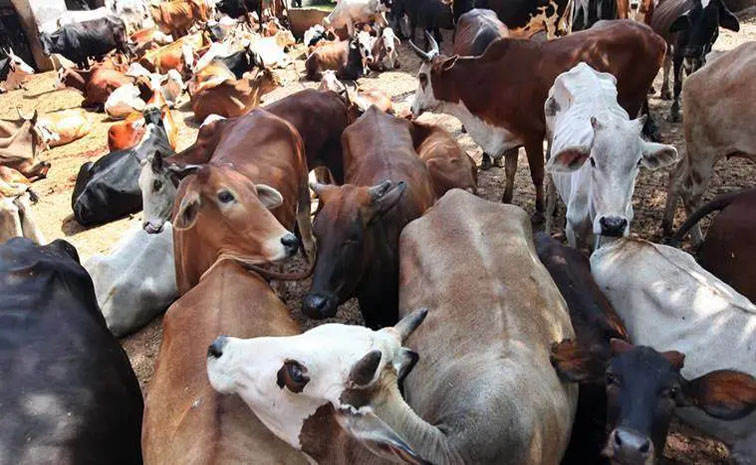 Cow_20Smuggler.jpg