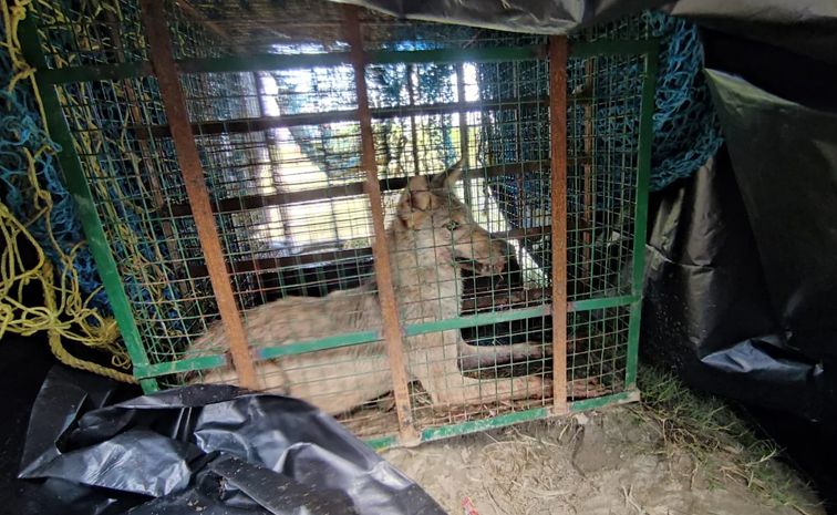 Wolf-Attack_Bahraich-Man.jpg