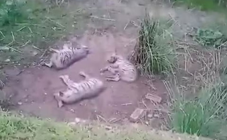 attack.jpg