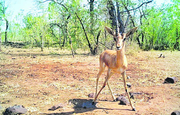 chinkara.jpg