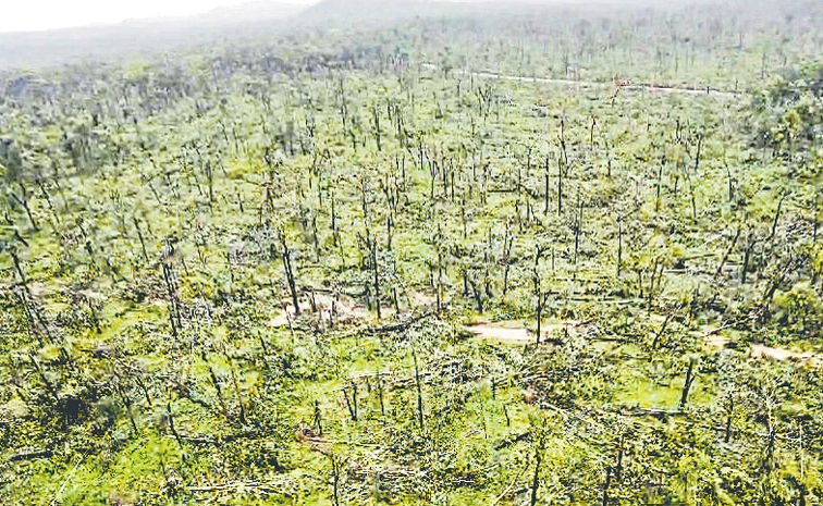 forest.jpg
