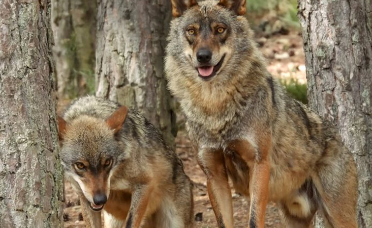 wolves-2.jpg