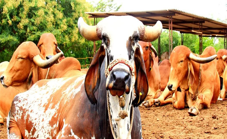 cow.jpg