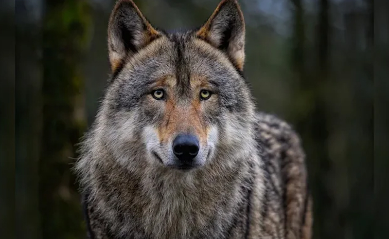 wolf.jpg