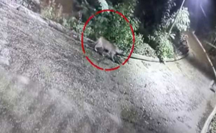 Rajamaundry_Leopard.jpg