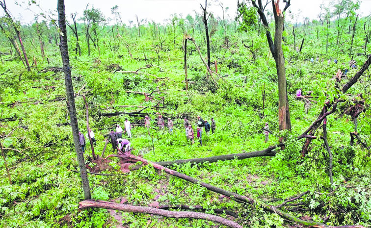 forest_20department.jpg