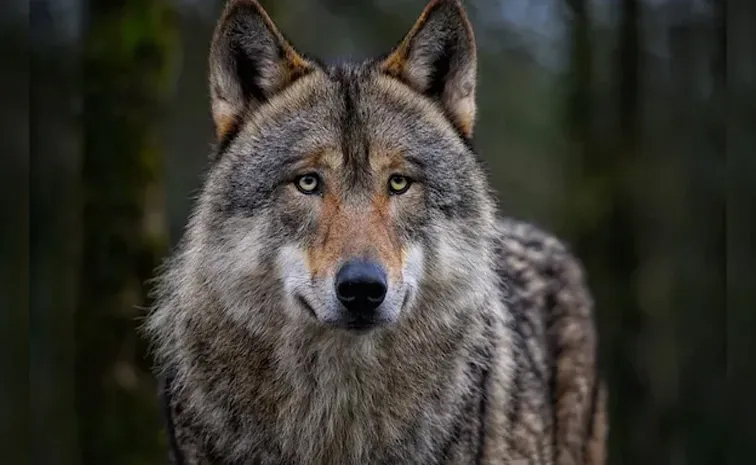wolf.jpg