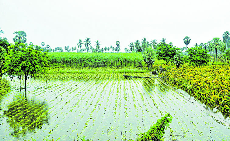 crops.jpg