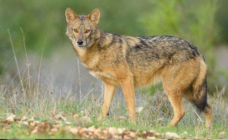 wolf.jpg
