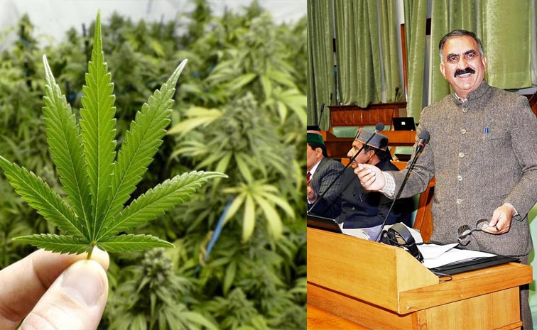 Himachal_3B-Ganja.jpg