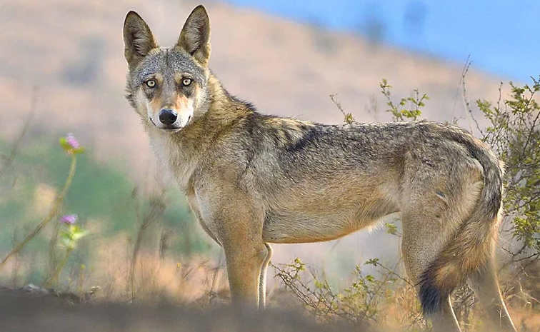 Indian_Wolves2_0.jpg 7