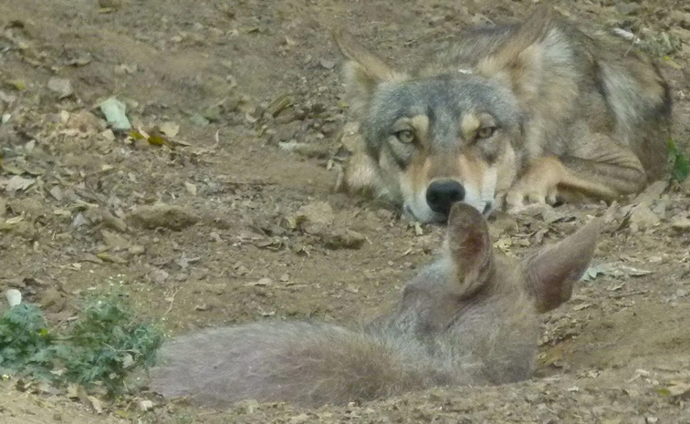 Indian_Wolves_Attack_0.jpg 10