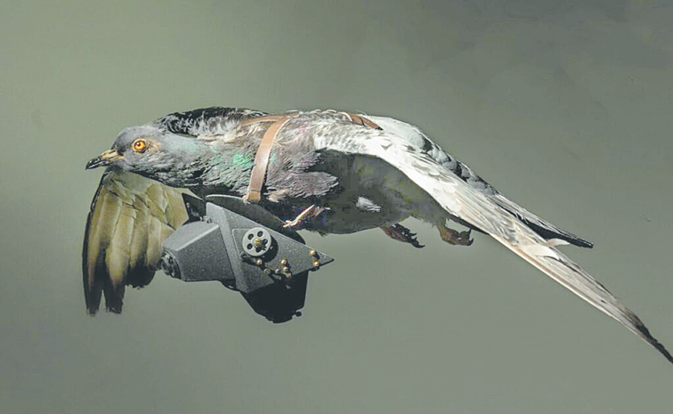 REPLICA-OF-PIGEON-SPY.jpg