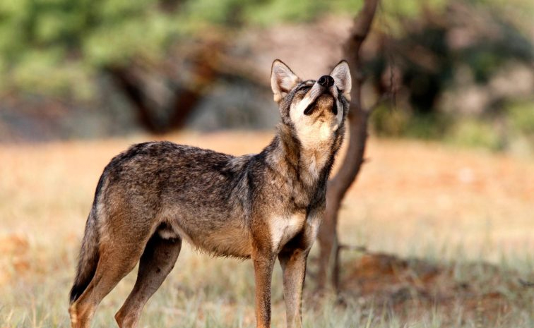 Wolves2_0.jpg 13