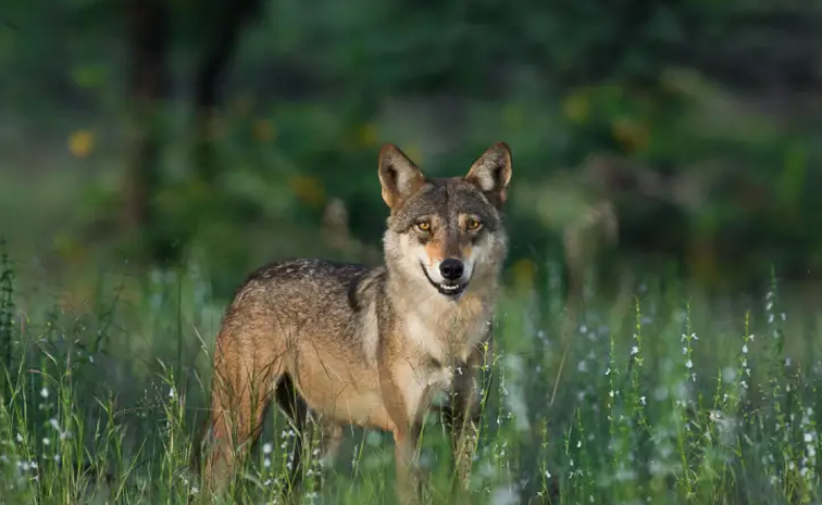 Wolves4_0.jpg 9