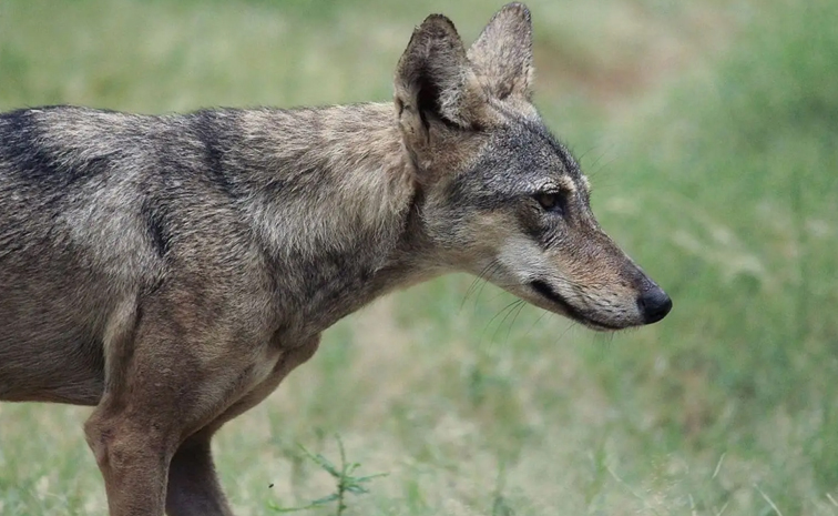 Wolves5_0.jpg 5